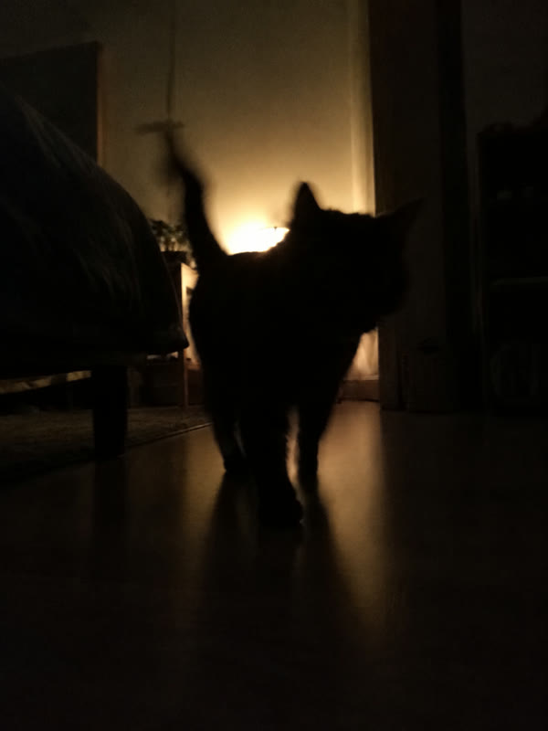 Dark silhouette of a cat against a lamp at night